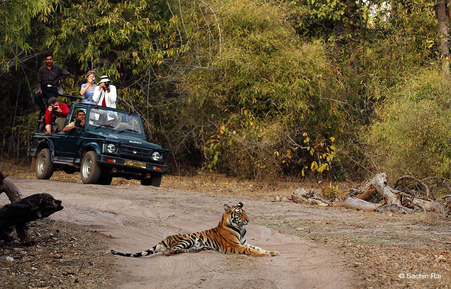 Visite de la faune Ã  Bandhavgarh avec Taj