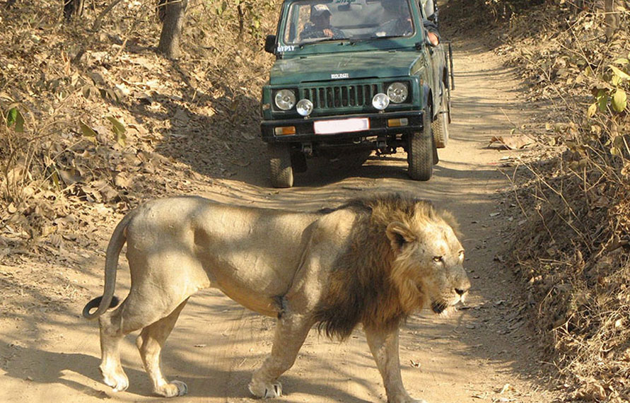 Voyage de Gujarat Wildlife Safari 