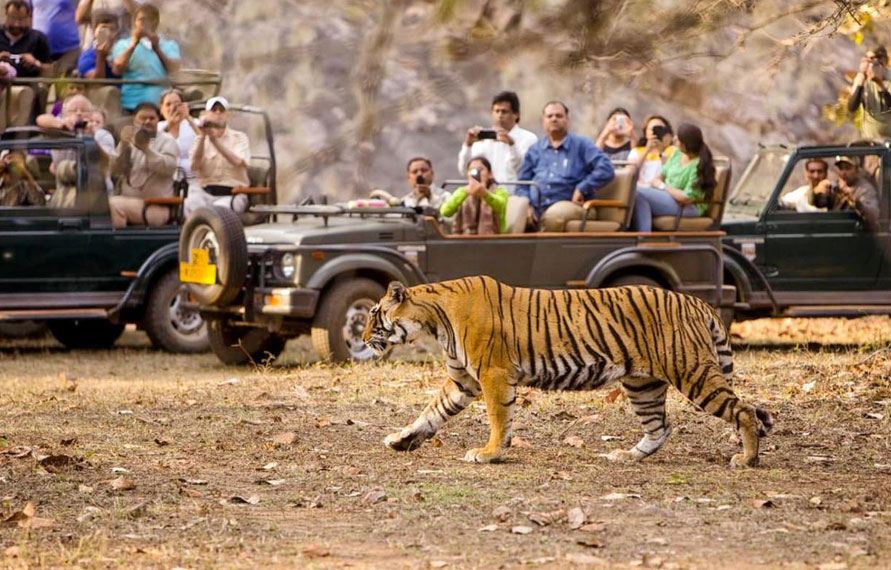 Voyage du triangle d'or avec Tiger Safari
