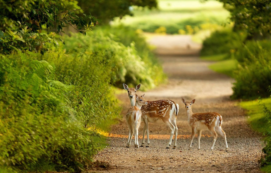  Pench National park