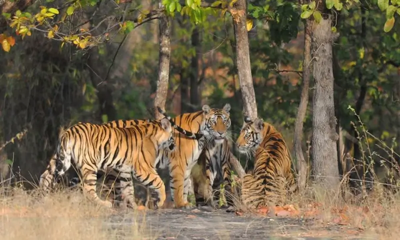 Ranthambore safari guide complet pour voir le tigre royal