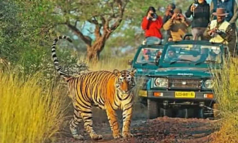 Safari Photo en Inde Centrale – Voyage Animalier et Observation des Tigres en Inde