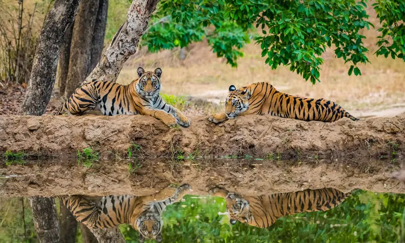 Safari tigre en Inde