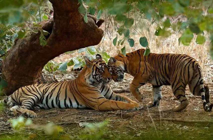 Triangle d'or avec Ranthambore