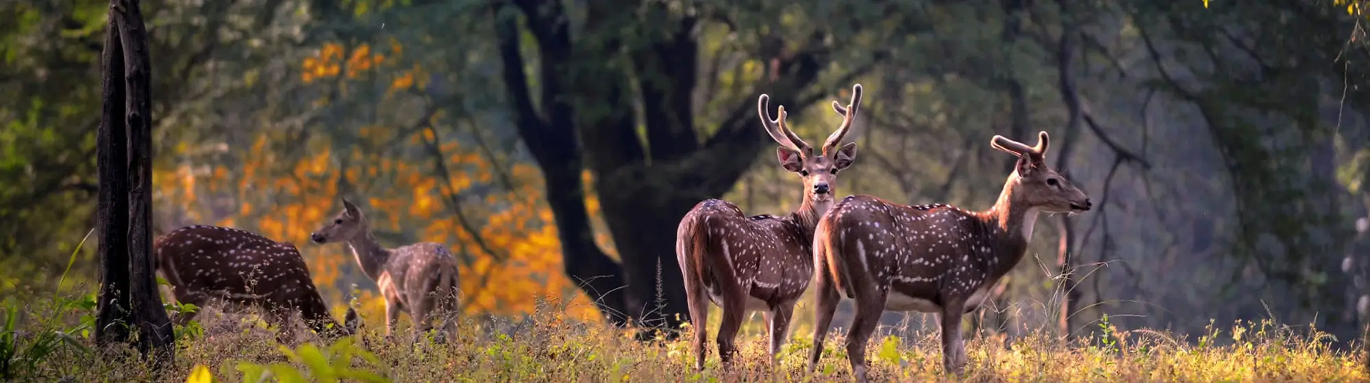 Inde Wildlife Safari