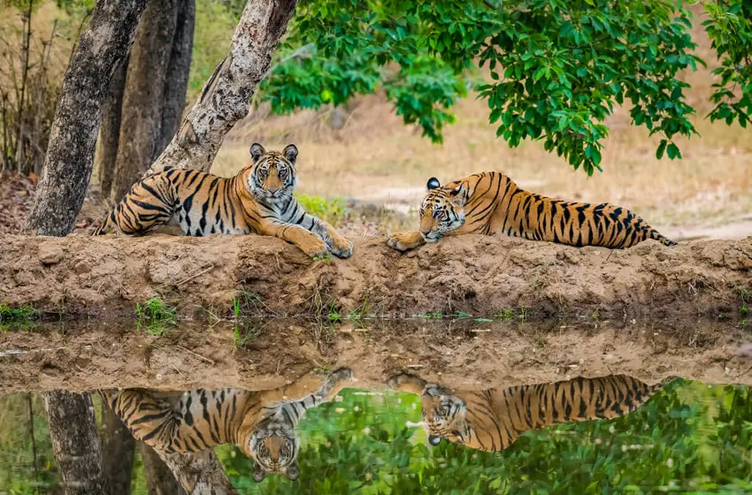 Inde Wildlife Safari
