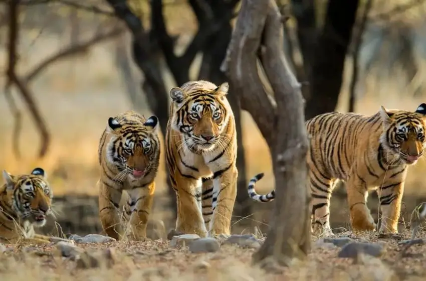 Rajasthan et Tigres de Ranthambore – 11 Jours entre Safaris, Forteresses et Villes Royales