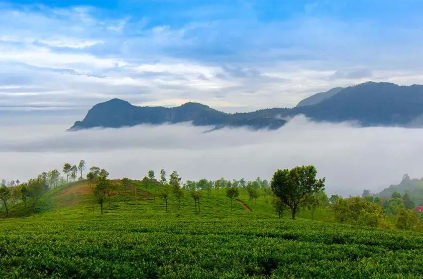 9 Jour inde du sud avec Ooty