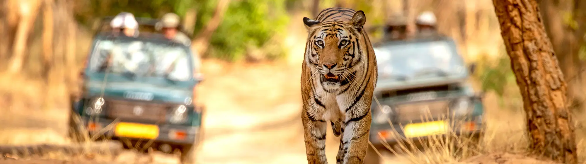 Tour de la faune de l'Inde centrale