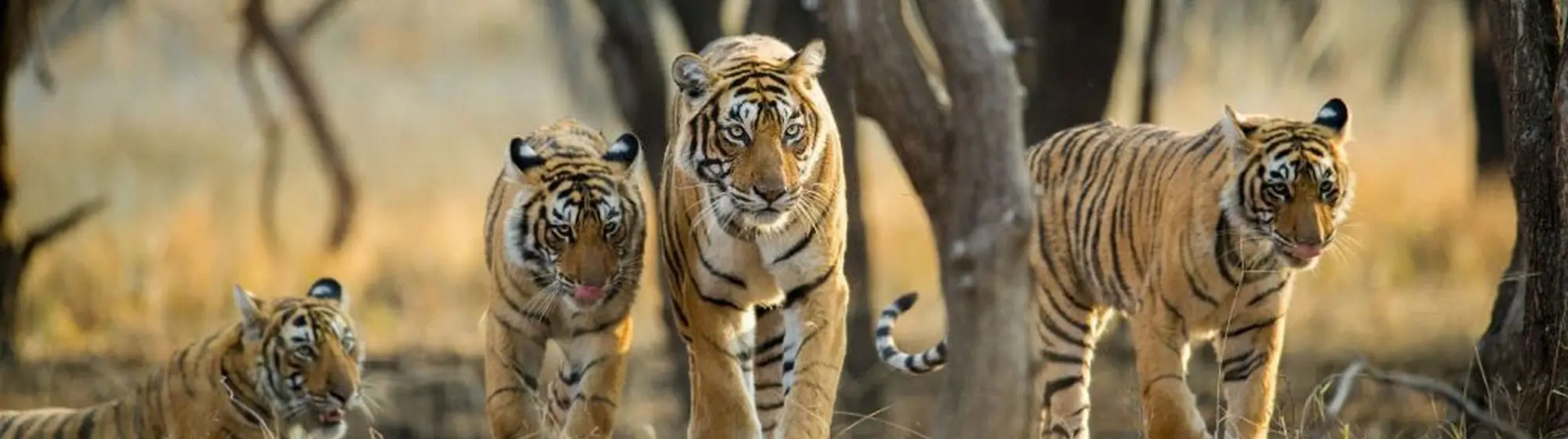 Triangle d'or avec Ranthambore