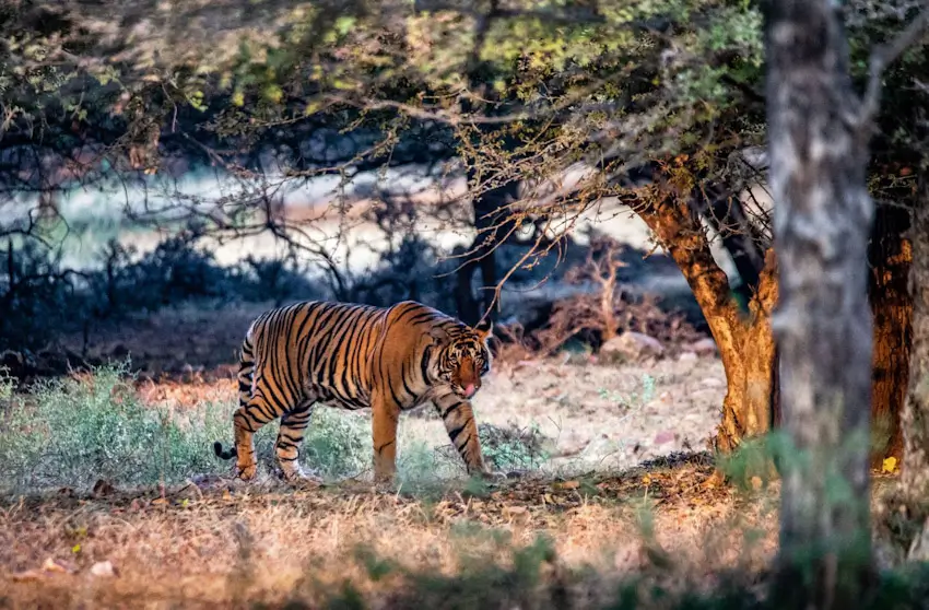 Triangle d’Or de Luxe avec Safari Ranthambore