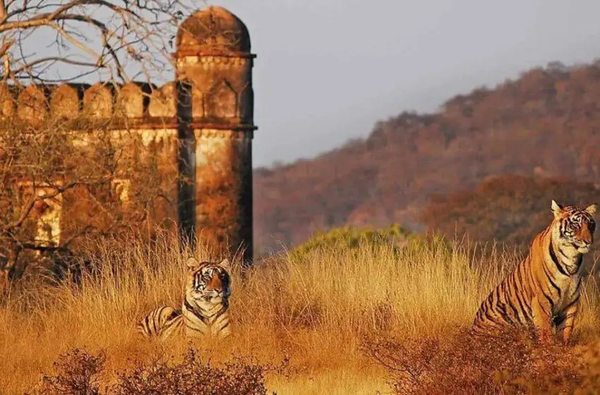 Triangle d’Or & Safari de Luxe en Inde
