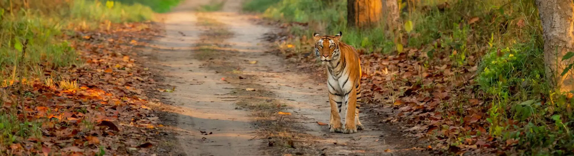 Triangle d’Or & Safari Tigres en Inde