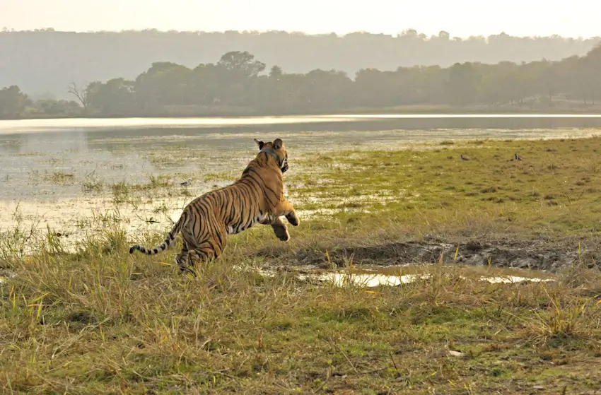 Triangle d’Or & Safari Tigres en Inde
