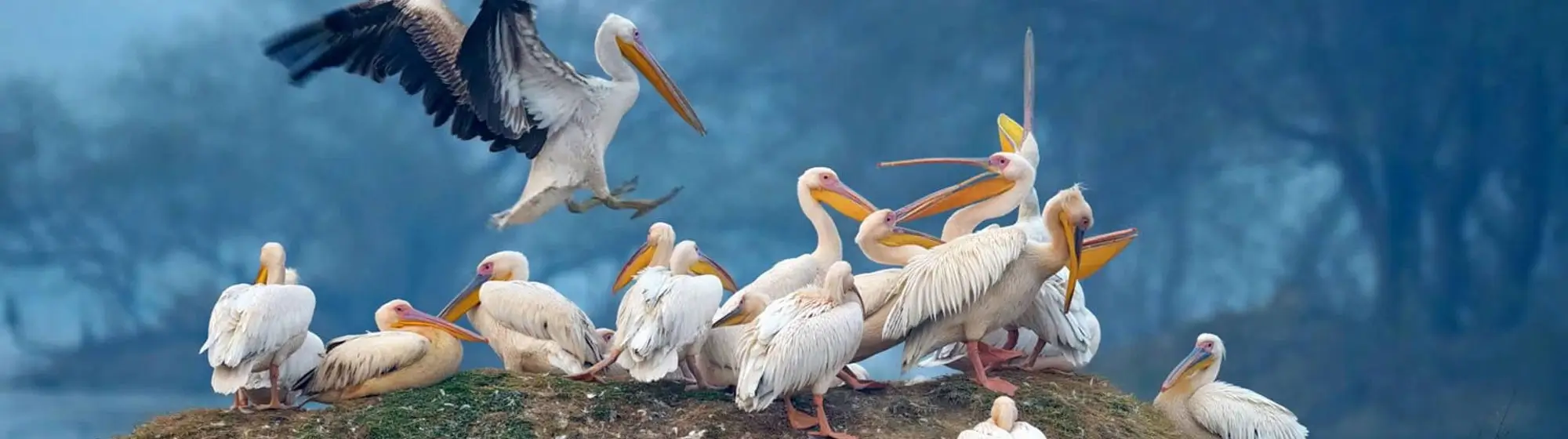 Voyage au Rajasthan Wildlife