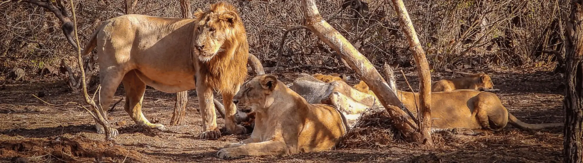 Voyage de Gujarat Wildlife Safari