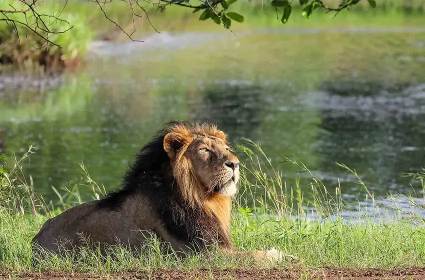 Voyage de Gujarat Wildlife Safari