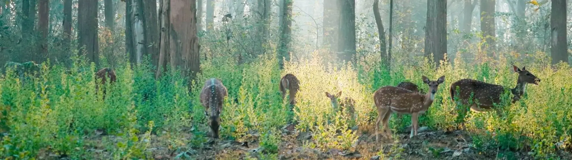 Voyage de la faune de l'Inde du Sud