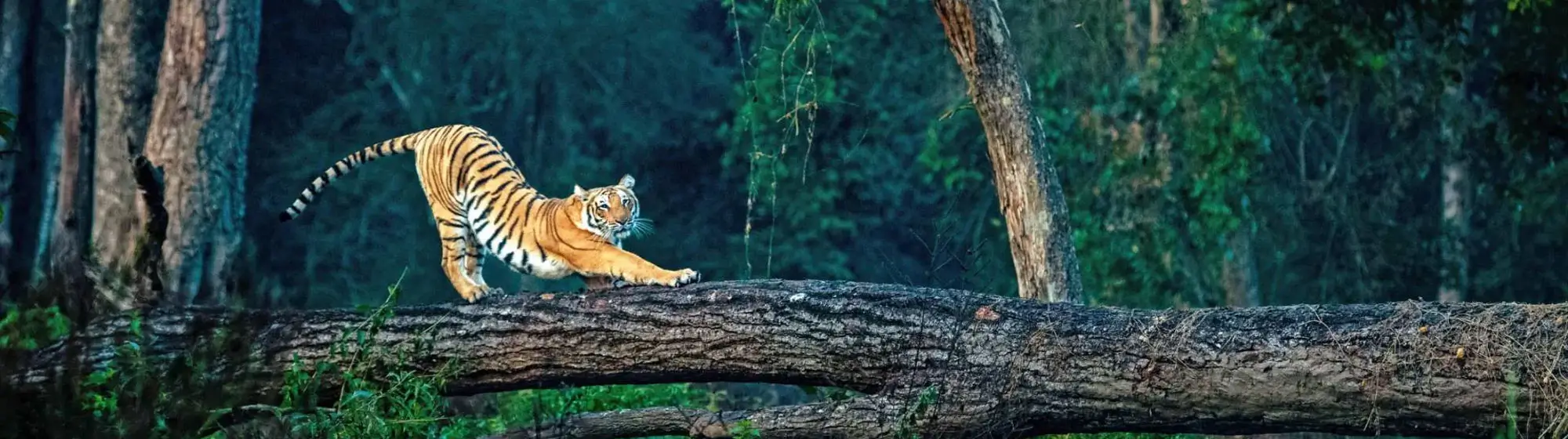 voyage de tigre faune sauvage