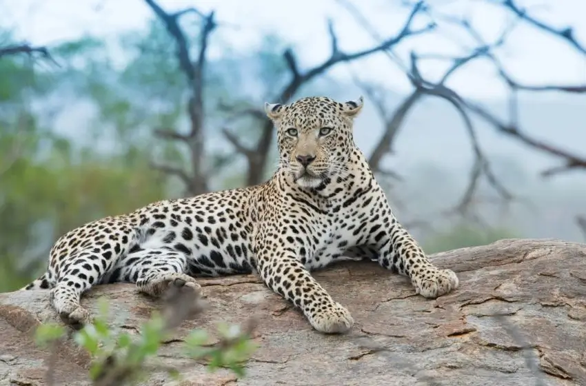Voyage Rajasthan et Léopards de Jawai – Circuit Privé de 11 Jours entre Patrimoine Rajpoute et Safaris Léopards