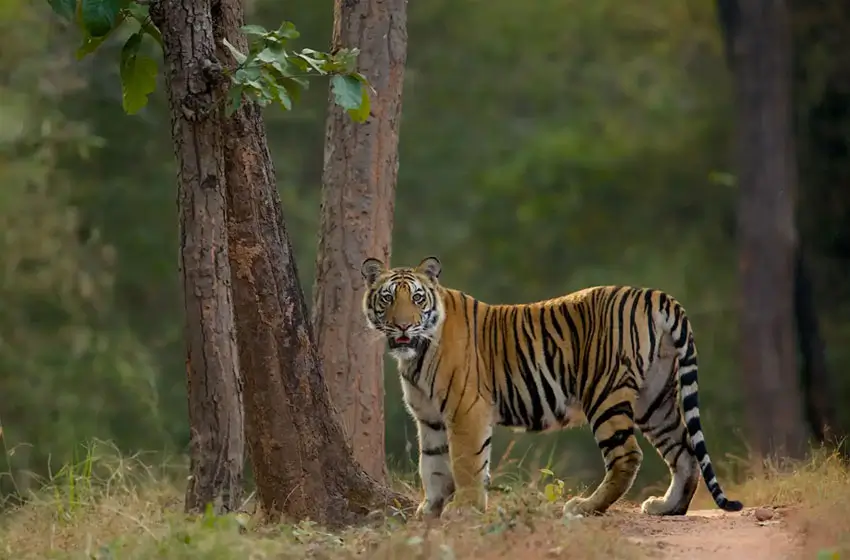 Visite de la faune Ã  Bandhavgarh avec Taj