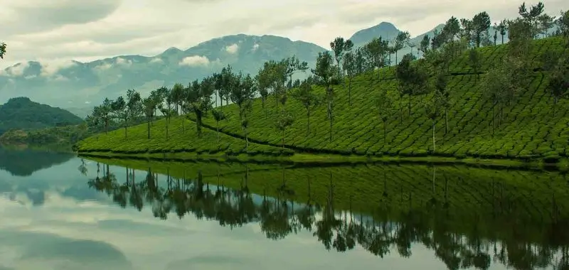 Cochin et Munnar : commencer entre patrimoine, routes de montagne et plantations de thé